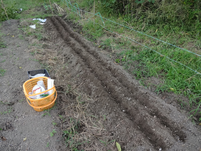 自然菜 ニンニク 無添加栽培