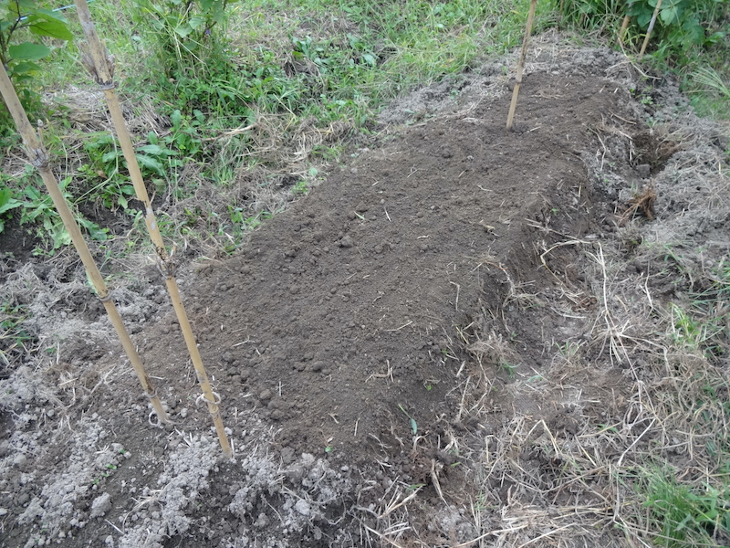 自然菜 ニンニク 無添加栽培
