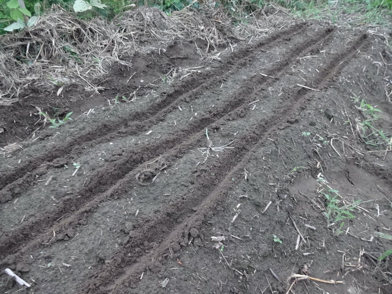 自然菜 ルッコラ/ロケット 無添加栽培