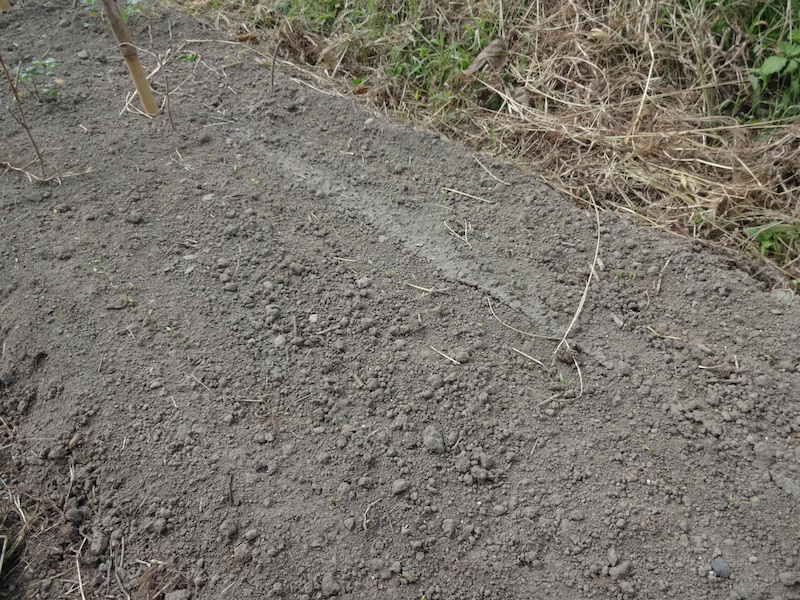 パクチー 自然菜 自給畑 無添加栽培