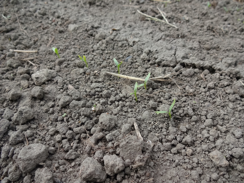 パクチー 自然菜 自給畑 無添加栽培