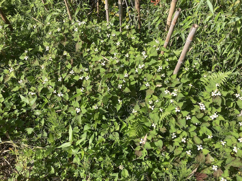 浴湯料 ドクダミ 風呂