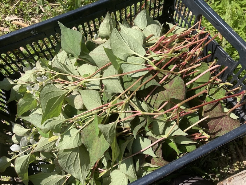 浴湯料 ドクダミ 風呂