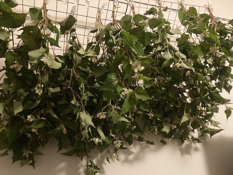 浴湯料 ドクダミ 風呂