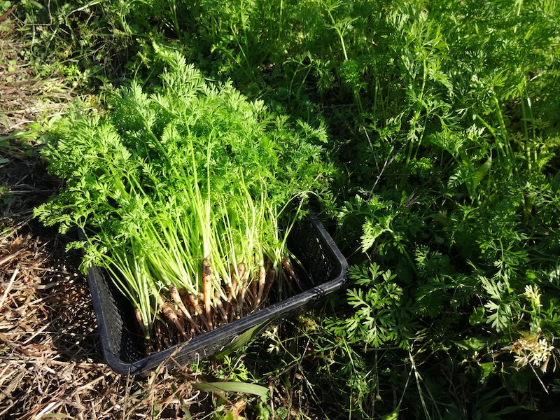 ニンジンの【茎】の薬味(生ふりかけ) 自給畑 自然菜 無添加栽培