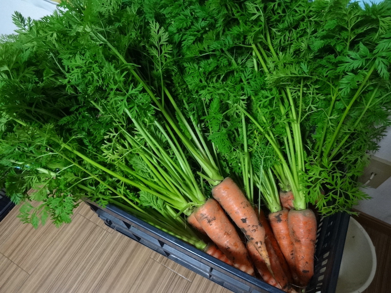 ニンジンの【茎】の薬味(生ふりかけ) 自給畑 自然菜 無添加栽培