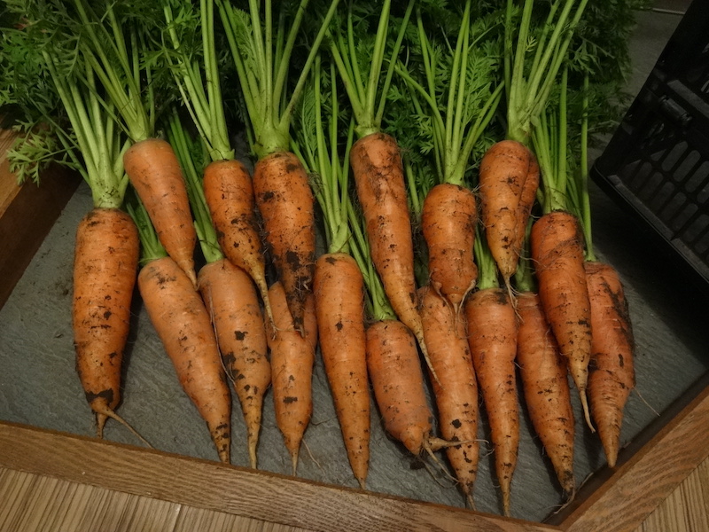 ニンジンの【茎】の薬味(生ふりかけ) 自給畑 自然菜 無添加栽培