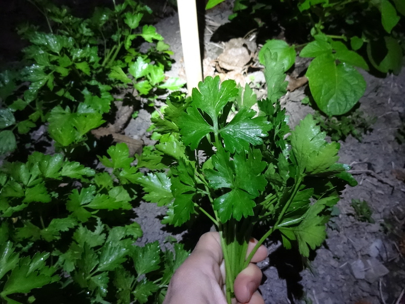 本日の自然菜 自給畑 無添加栽培