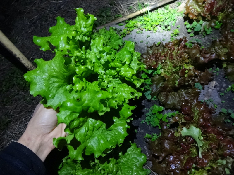 本日の自然菜 自給畑 無添加栽培