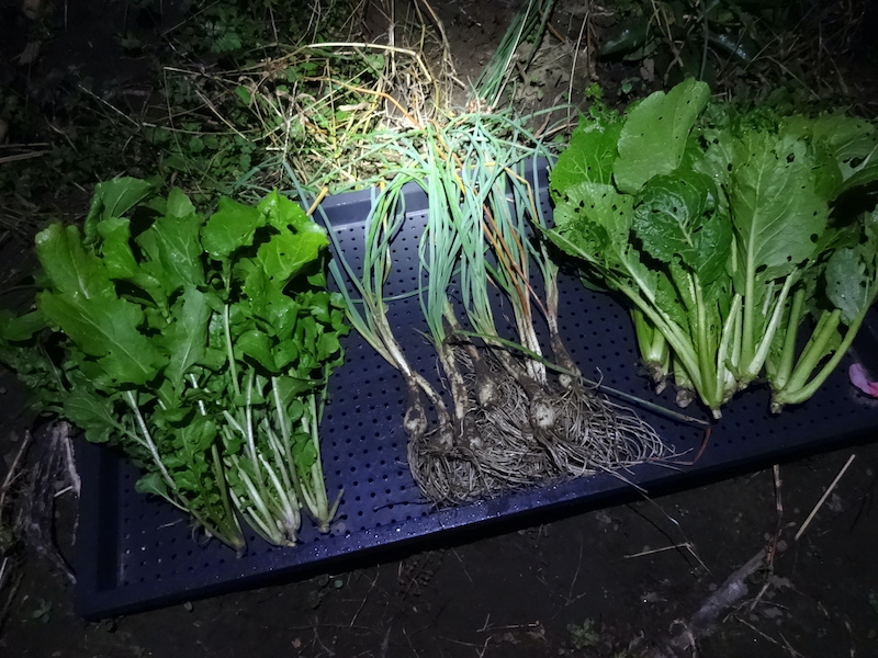 本日の自然菜 自給畑 無添加栽培