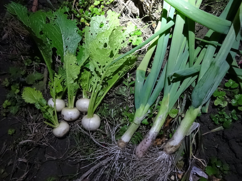 本日の自然菜 自給畑 無添加栽培