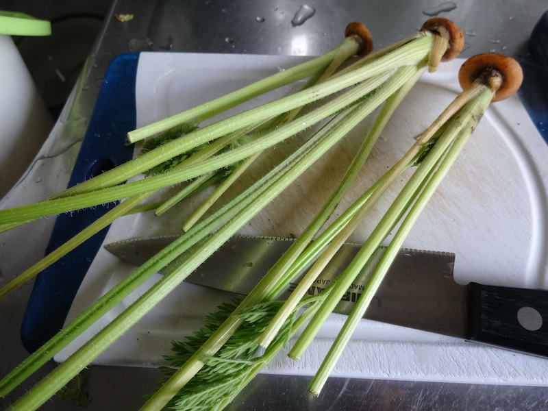 ニンジンの【茎】の薬味(生ふりかけ) 自給畑 自然菜 無添加栽培