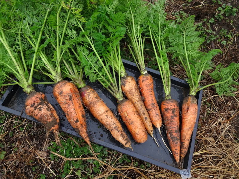 本日の自然菜 自給畑 無添加栽培