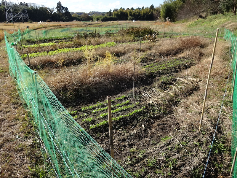 自給畑 自然菜 無添加栽培