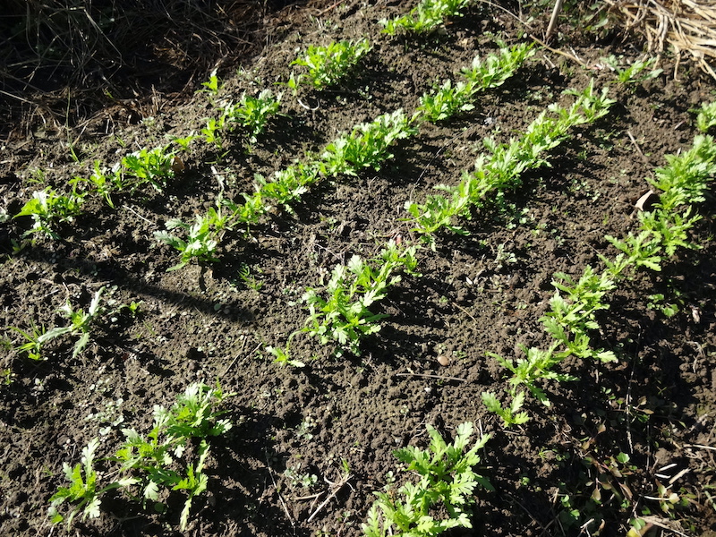 自給畑 自然菜 無添加栽培