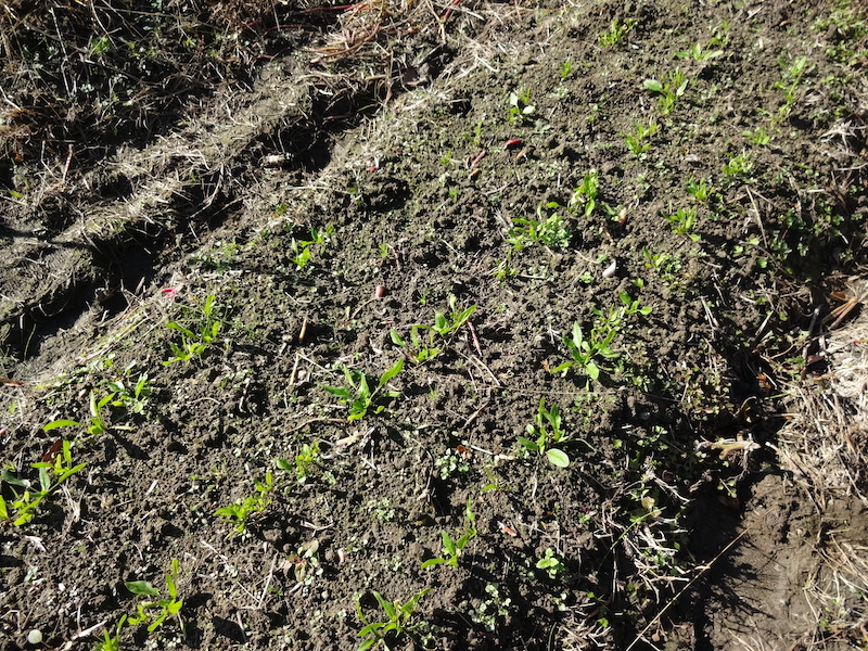 自給畑 自然菜 無添加栽培