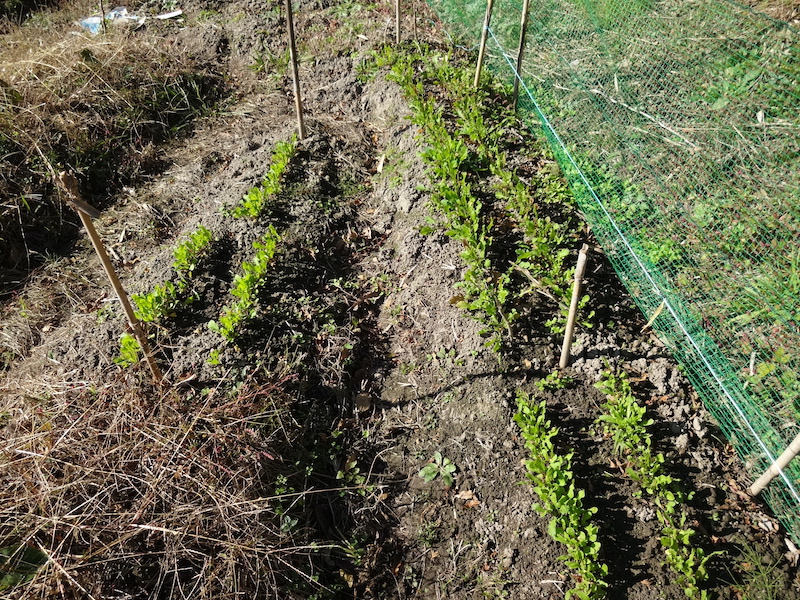 自給畑 自然菜 無添加栽培