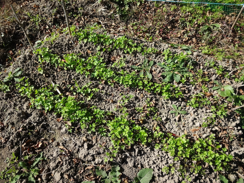 自給畑 自然菜 無添加栽培