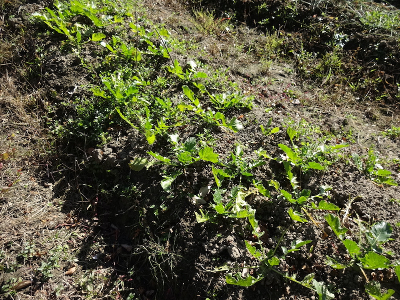 自給畑 自然菜 無添加栽培