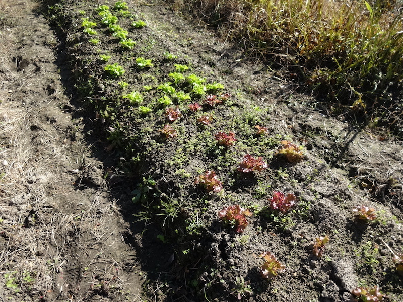 自給畑 自然菜 無添加栽培
