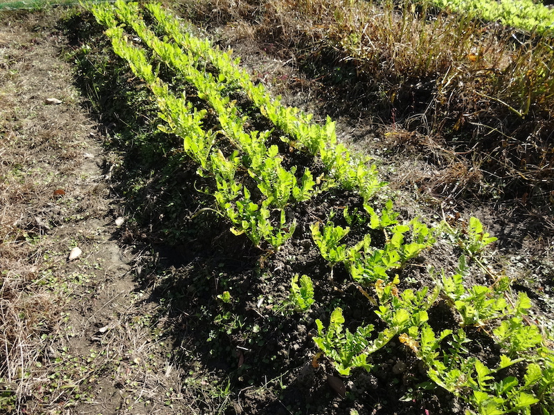 自給畑 自然菜 無添加栽培