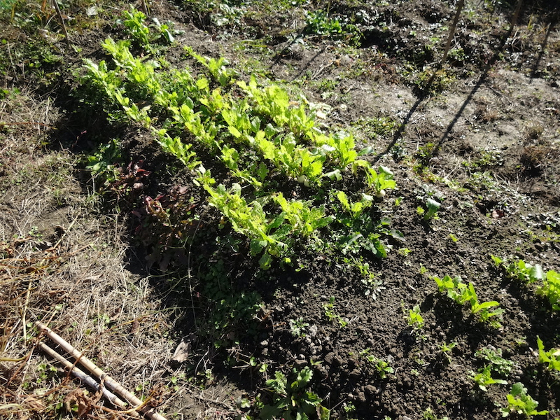 自給畑 自然菜 無添加栽培
