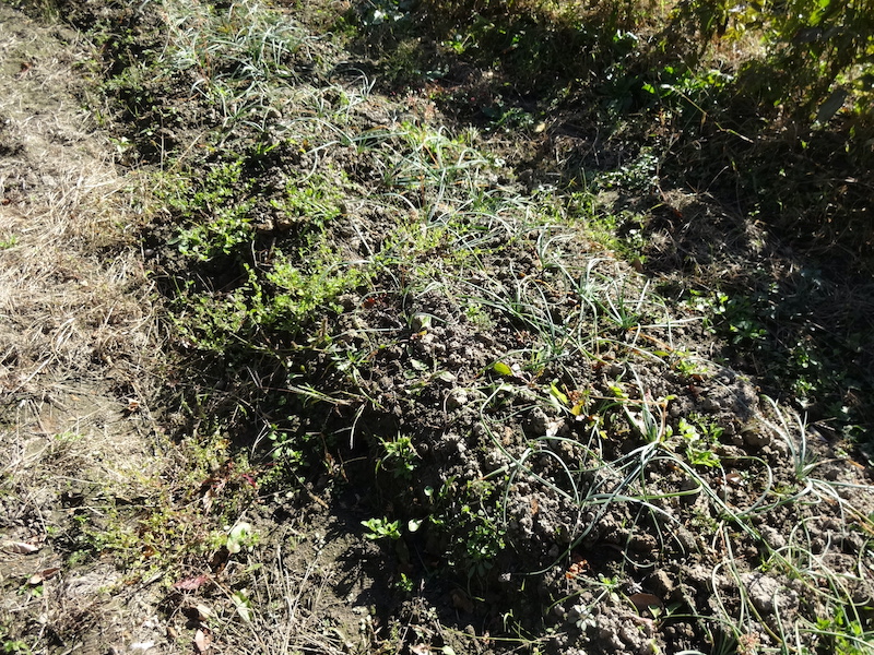 自給畑 自然菜 無添加栽培