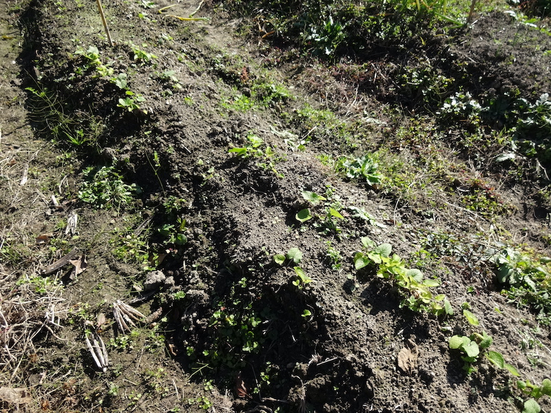 自給畑 自然菜 無添加栽培