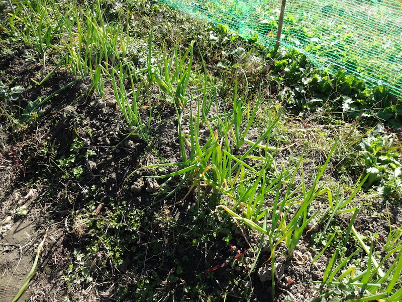 自給畑 自然菜 無添加栽培