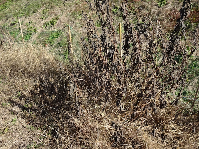 自給畑 自然菜 無添加栽培