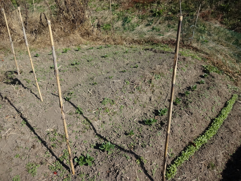 自給畑 自然菜 無添加栽培