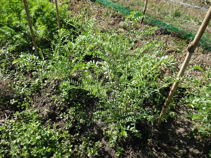 自給畑 自然菜 無添加栽培