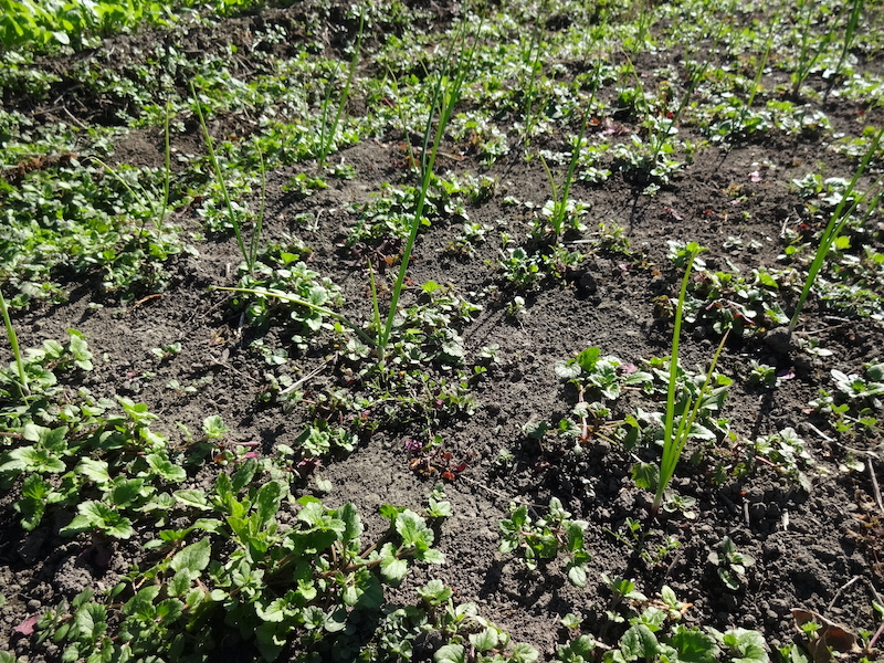 自給畑 自然菜 無添加栽培