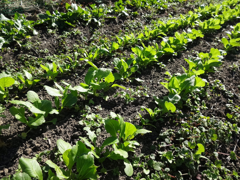 自給畑 自然菜 無添加栽培