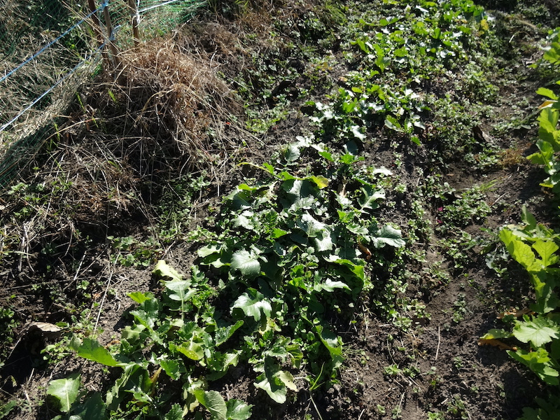 自給畑 自然菜 無添加栽培