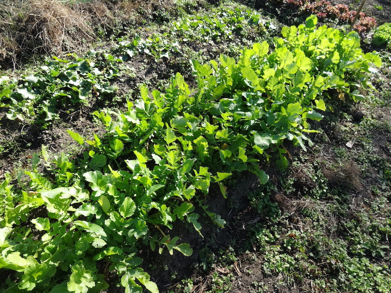 自給畑 自然菜 無添加栽培