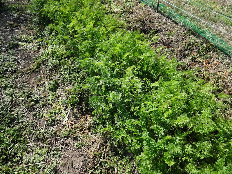 自給畑 自然菜 無添加栽培