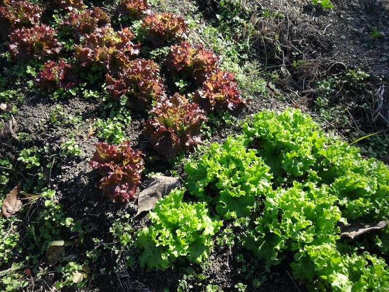 自給畑 自然菜 無添加栽培