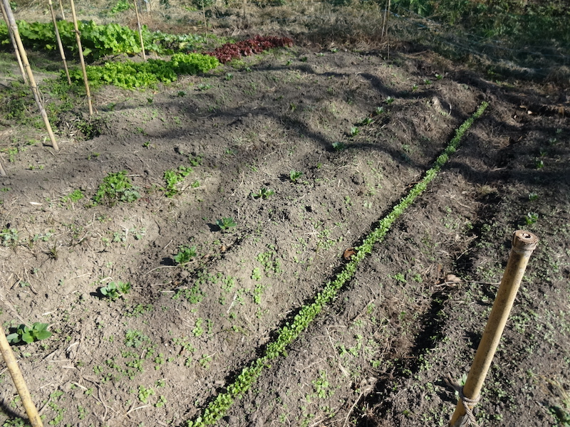 自給畑 自然菜 無添加栽培
