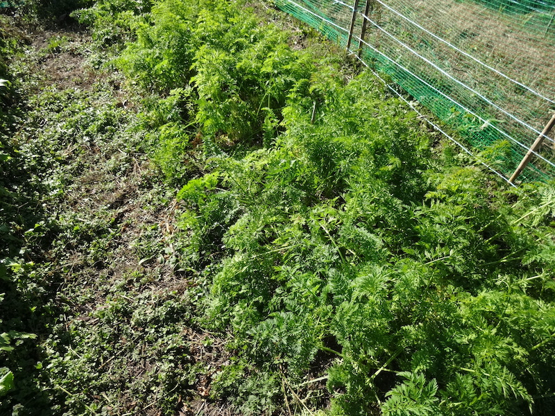 自給畑 自然菜 無添加栽培