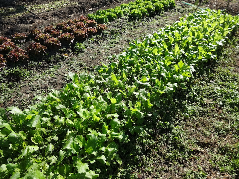 自給畑 自然菜 無添加栽培