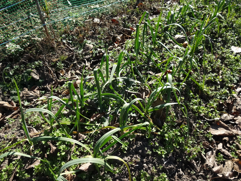 自給畑 自然菜 無添加栽培