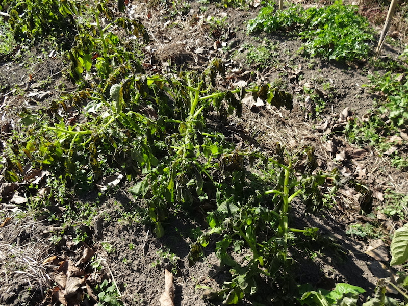 自給畑 自然菜 無添加栽培