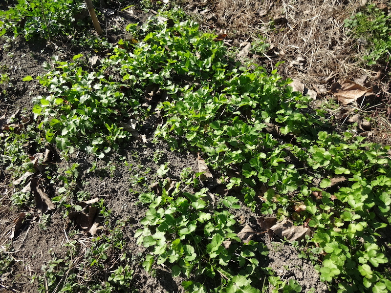 自給畑 自然菜 無添加栽培