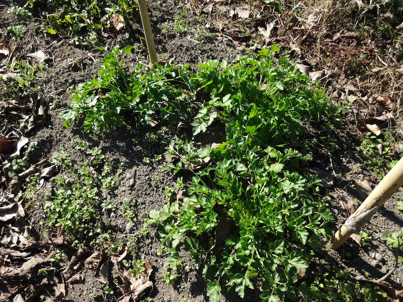 自給畑 自然菜 無添加栽培