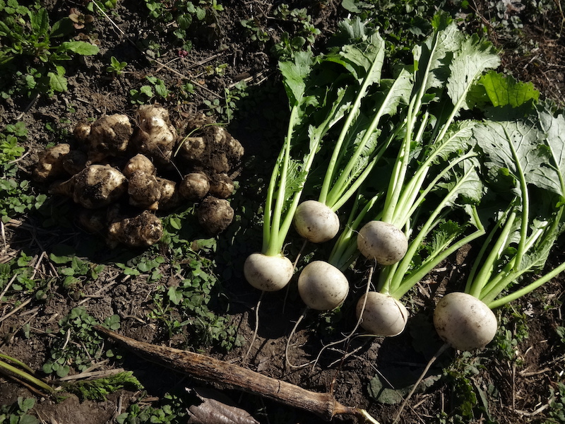 本日の自然菜 自給畑 無添加栽培
