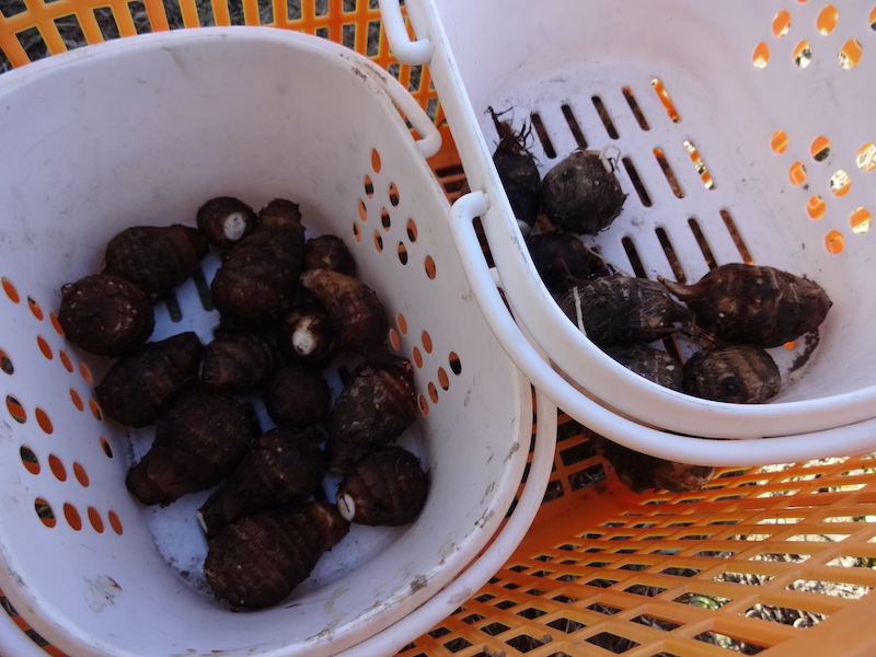 本日の自然菜 自給畑 無添加栽培