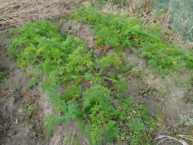 自給畑 自然菜 無添加栽培