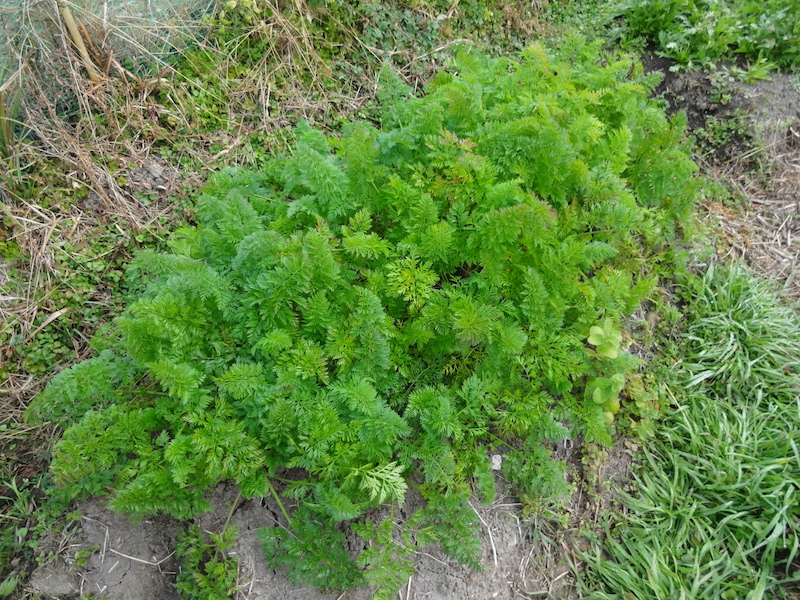 自給畑 自然菜 無添加栽培