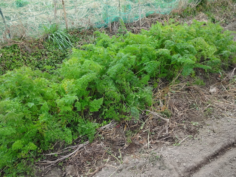 自給畑 自然菜 無添加栽培